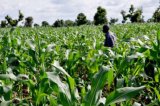 Ebonyi LG chairman considers resigning as warlords behead man on his farm