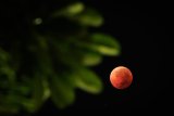 ‘Blood Moon’ Rises During Total Lunar Eclipse