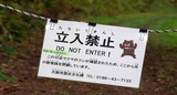 ‘Almost Every Day’: Japan Battles Spike In Bear Attacks
