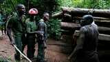 Nigeria's strategy to combat illegal logging and poaching