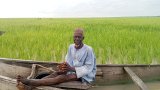 Farmers Cry For Help As Floods Destroy Rice Farms In Kebbi